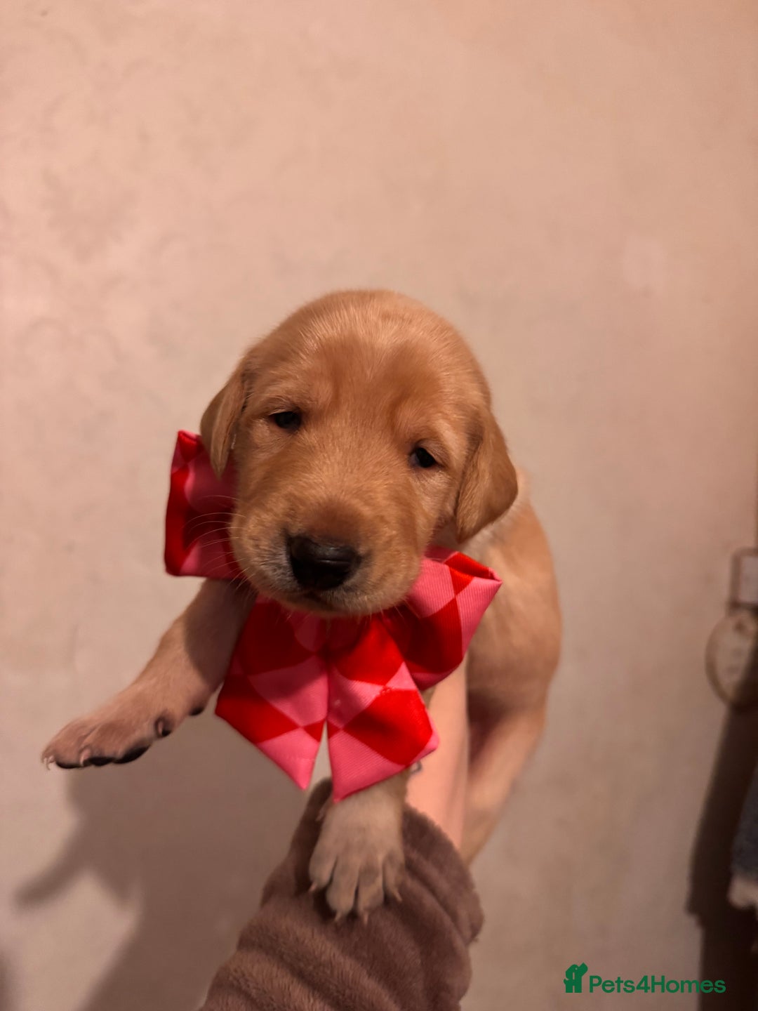 Mixed Breed dogs for sale: Belgian Malinois crosses, 1 female left - Advert 8