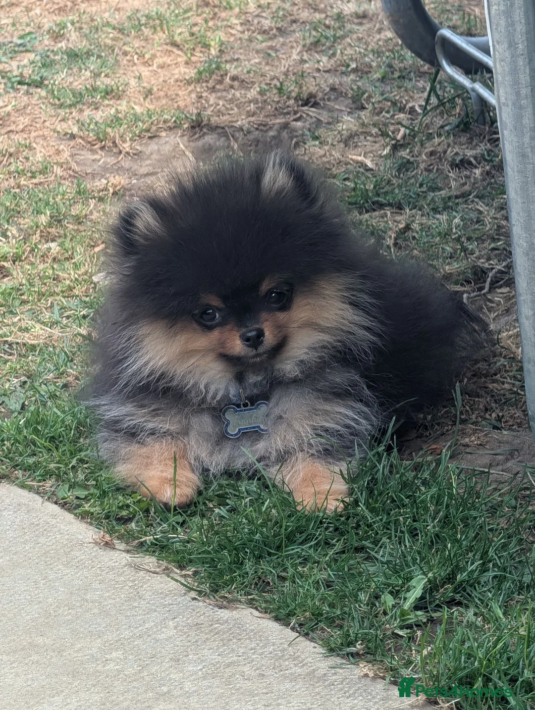 Pomeranian dogs for sale: KC registered Pomeranian puppy - Advert 6