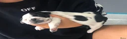French Bulldog dogs for stud: French bulldog stud  - Advert 12