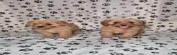 Cavapoo dogs for sale: Dna Health Tested F1 Cavapoo puppies - Advert 5