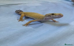 Gecko reptiles for sale: female leopard gecko + 4ft vivarium - Image 6