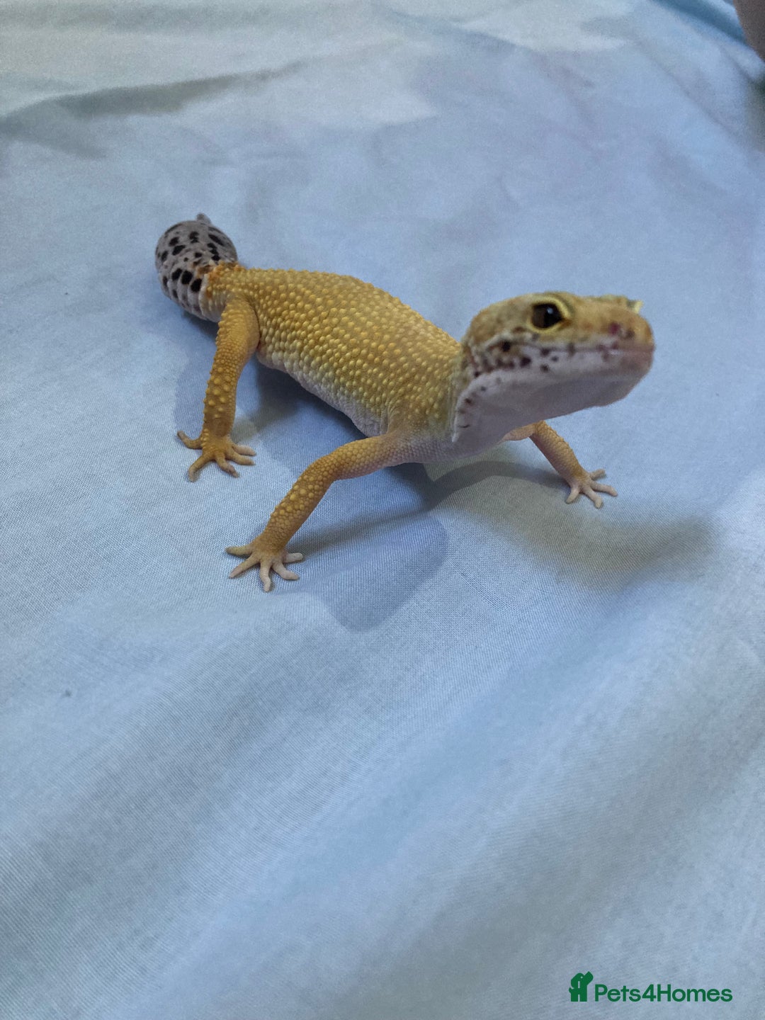 Gecko reptiles for sale: female leopard gecko + 4ft vivarium - Image 6
