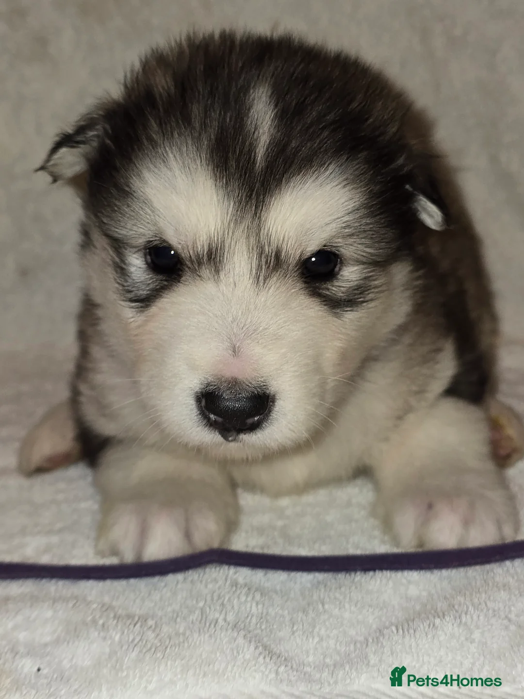 Alaskan Malamute dogs for sale: Pure Alaskan Malamute - Advert 14
