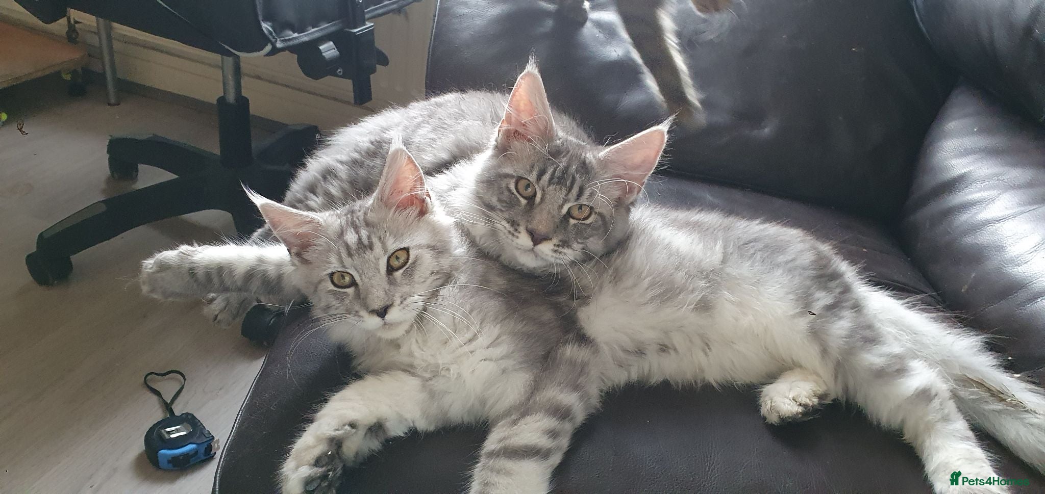 Maine Coon cats 2 boys 1 girl. MAINE COON KITTENS 3LEFT🐾 ACTIVE. - Advert 9