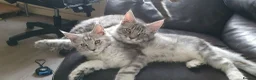 Maine Coon cats for sale: 2 boys 1 girl. MAINE COON KITTENS 3LEFT🐾 ACTIVE. - Advert 3