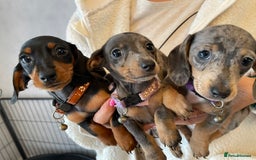 Dachshund dogs for sale: 5 beautiful miniature short haired dachshunds - Image 37
