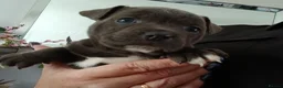 Staffordshire Bull Terrier dogs for sale: Blue Staffordshire bull terriers  - Advert 10