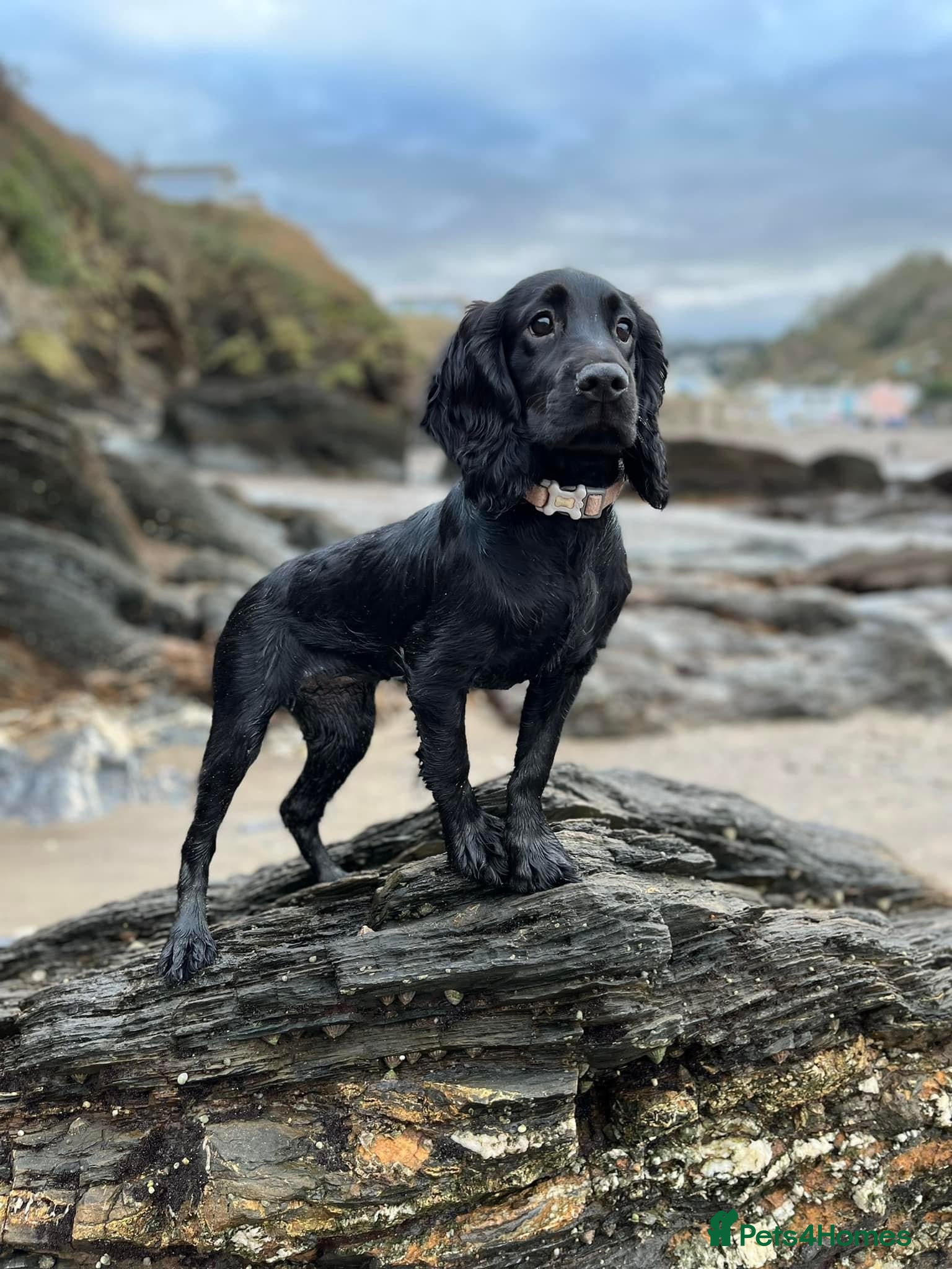 Cockapoo dogs Cockapoo litter on the way! - Advert 2