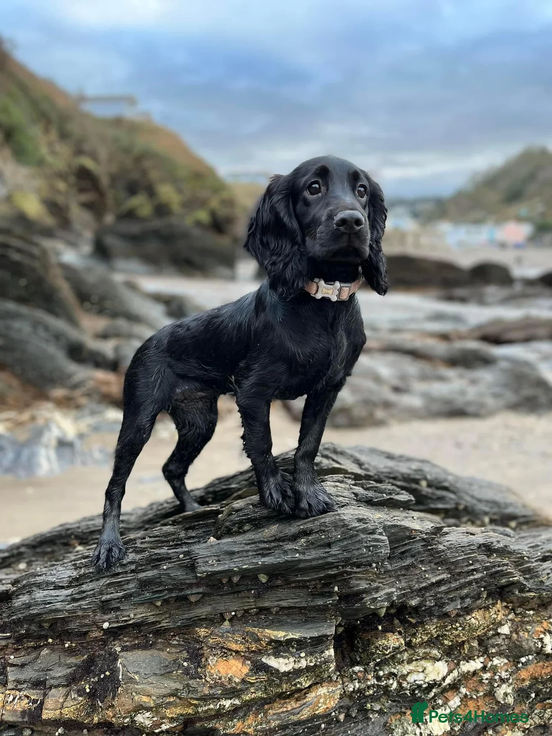 Cockapoo dogs for sale: Cockapoo litter on the way! - Advert 1