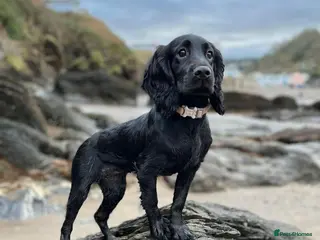 Cockapoo dogs Cockapoo litter on the way! - Advert 2