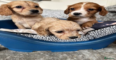 Cockapoo dogs - Advert 2