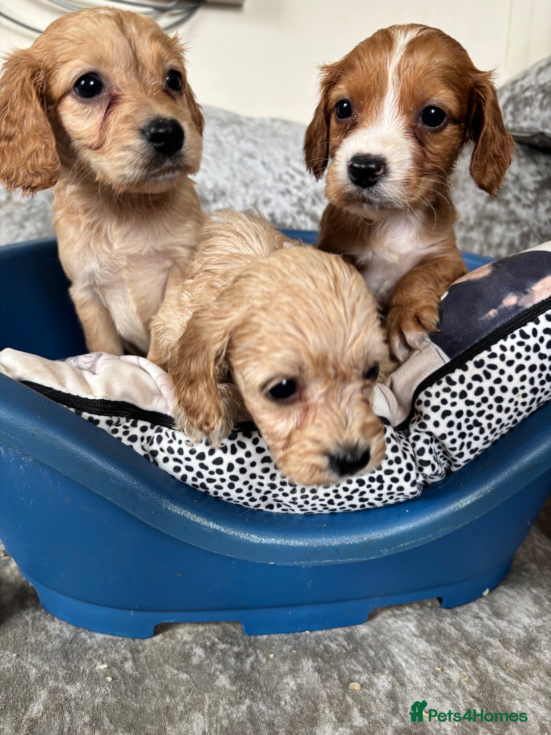 Cockapoo dogs for sale: Stunning cockapoos  - Image 3