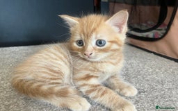 Mixed Breed cats for sale: 3 mixed male kittens for sale - Image 12