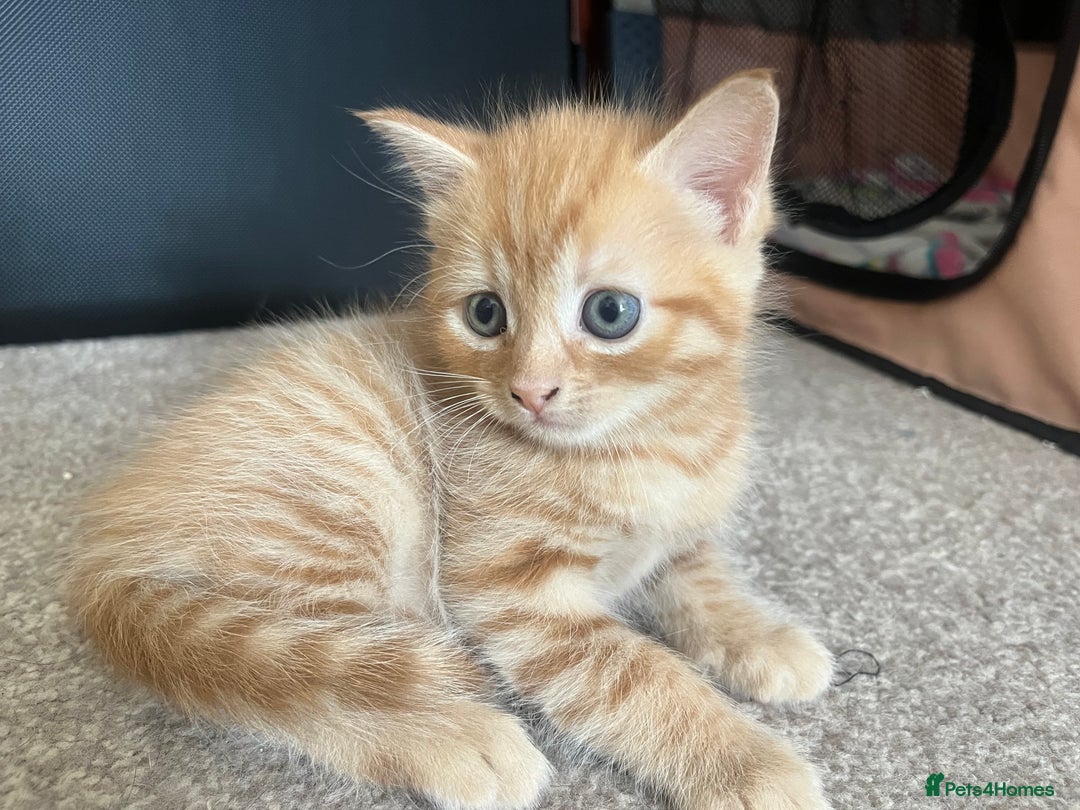Mixed Breed cats for sale: 3 mixed male kittens for sale - Image 12