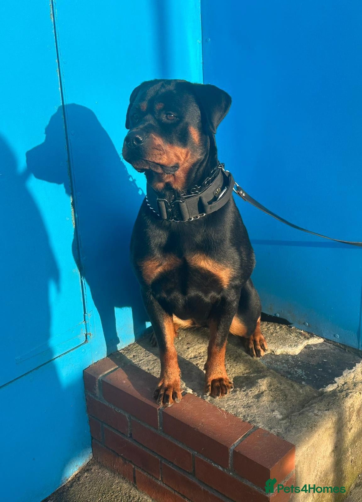 Rottweiler dogs LAST FEMALE ROTTWEILER PUP  in Feltham - Advert 8