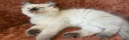 Ragdoll cats for sale: Ethically-raised GCCF seal colourpoint ragdoll   - Advert 4