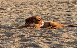 Cocker Spaniel dogs for sale: Show cocker spaniel puppy  - Image 4