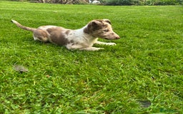 Border Collie dogs for sale: Blue/Red Merle Border Collie Puppies - Advert 4