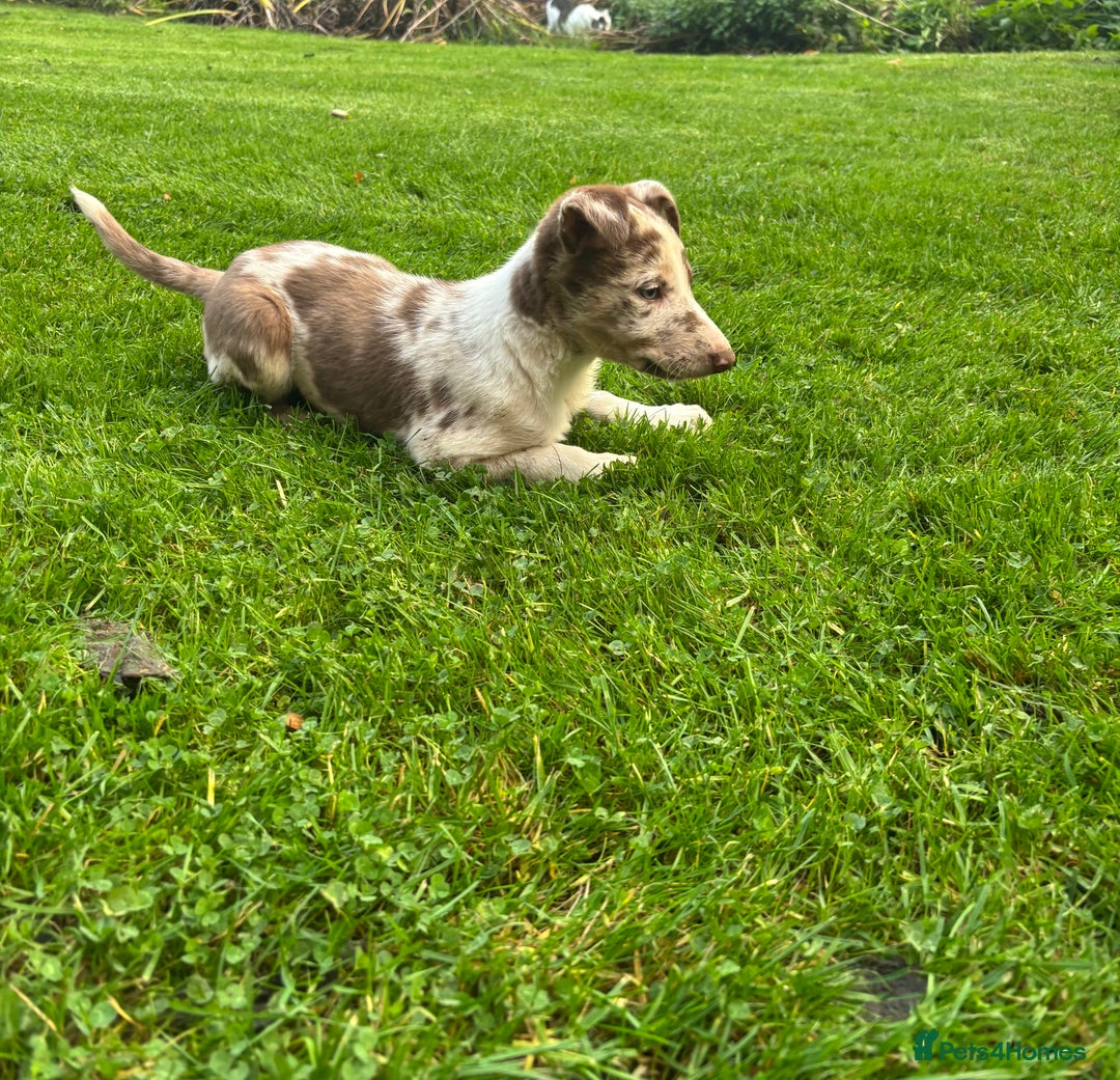 Border Collie dogs for sale: Blue/Red Merle Border Collie Puppies - Advert 4