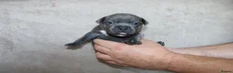 Staffordshire Bull Terrier dogs for sale: KC Staffords | Blue & Black | Champion Bloodlines - Advert 39