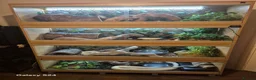 Python Snake reptiles for sale: Complete 4ft Vivexotic Stack & 4 Ball Pythons. in Chatham - Advert 1