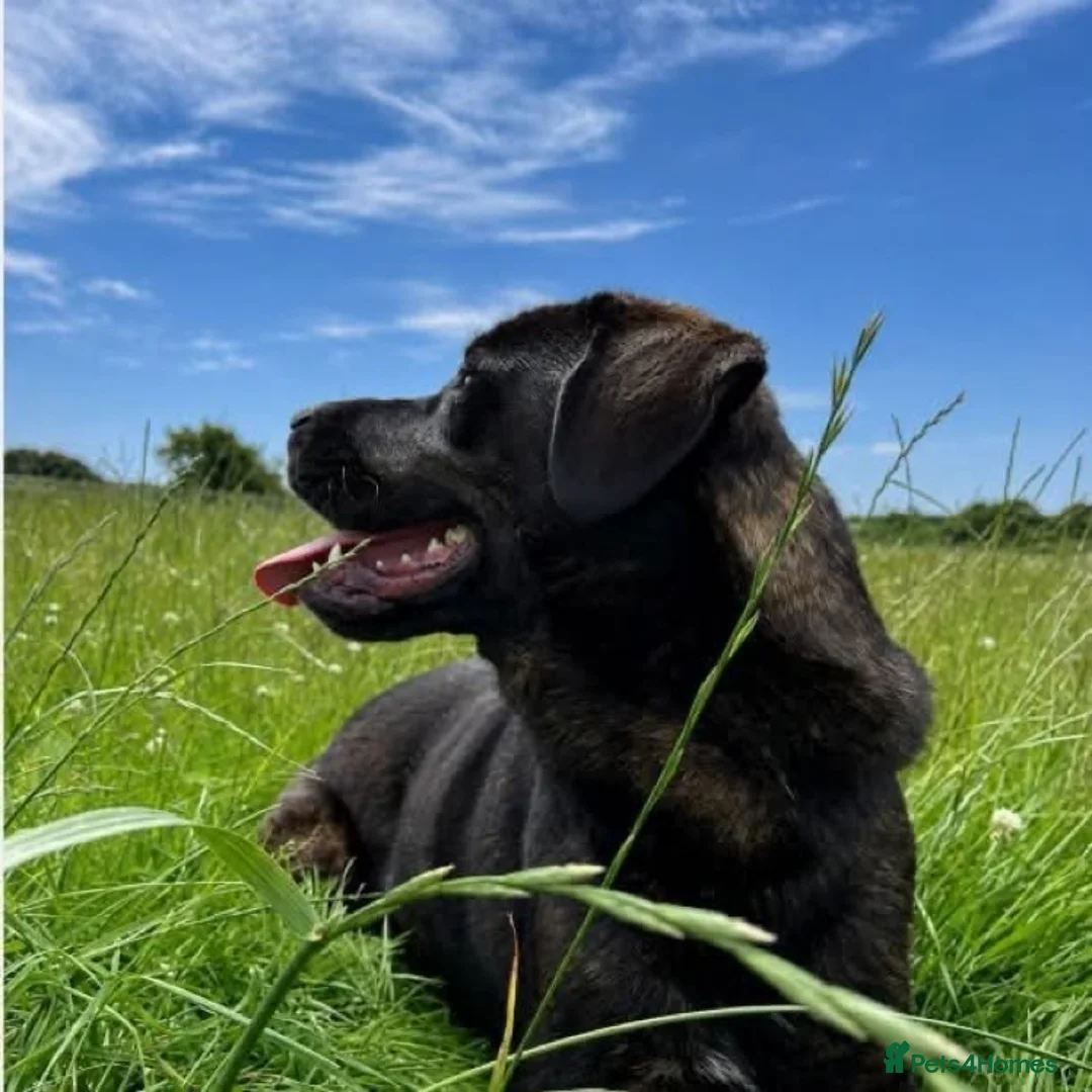 Mastiff dogs for sale: Bonnie - 3 year old mastiff  in London - Advert 4
