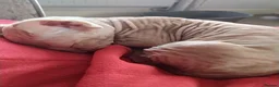 Sphynx cats for sale: Beautiful sphynx fur baby - Advert 3