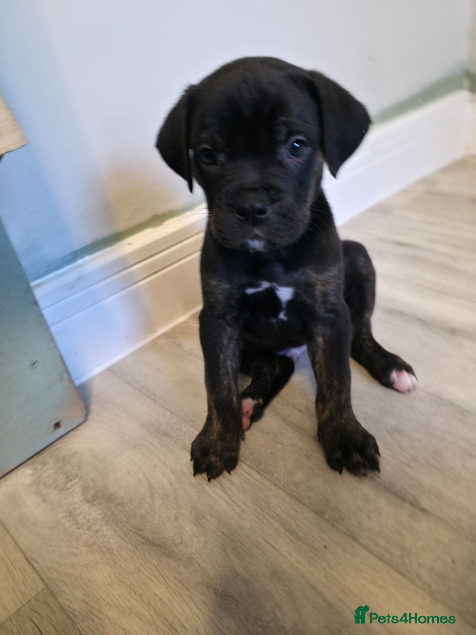 Mixed Breed dogs Cane corso cross American bulldog  - Advert 1