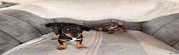 Chiweenie dogs for sale: Gorgeous Chiweenie puppies for sale - Advert 11