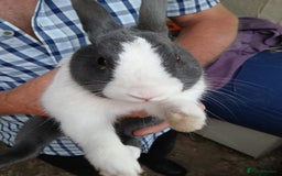 Dutch rabbits for sale: Male Dutch Rabbit  - Image 1