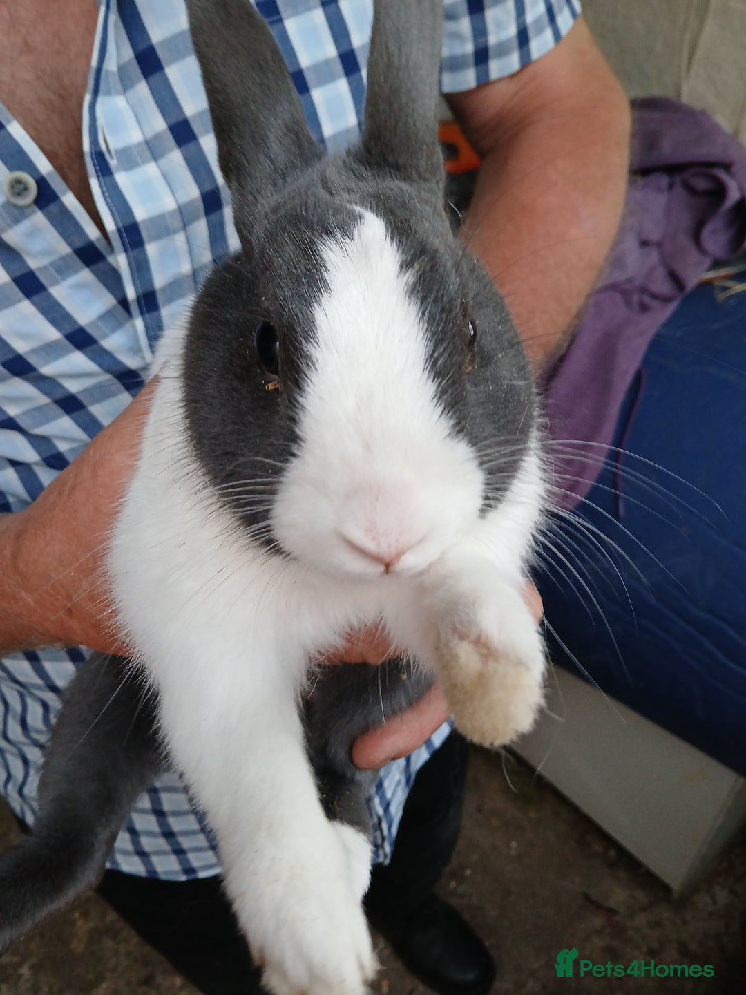 Dutch rabbits for sale: Male Dutch Rabbit  - Image 1