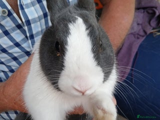 Dutch rabbits - Advert 14