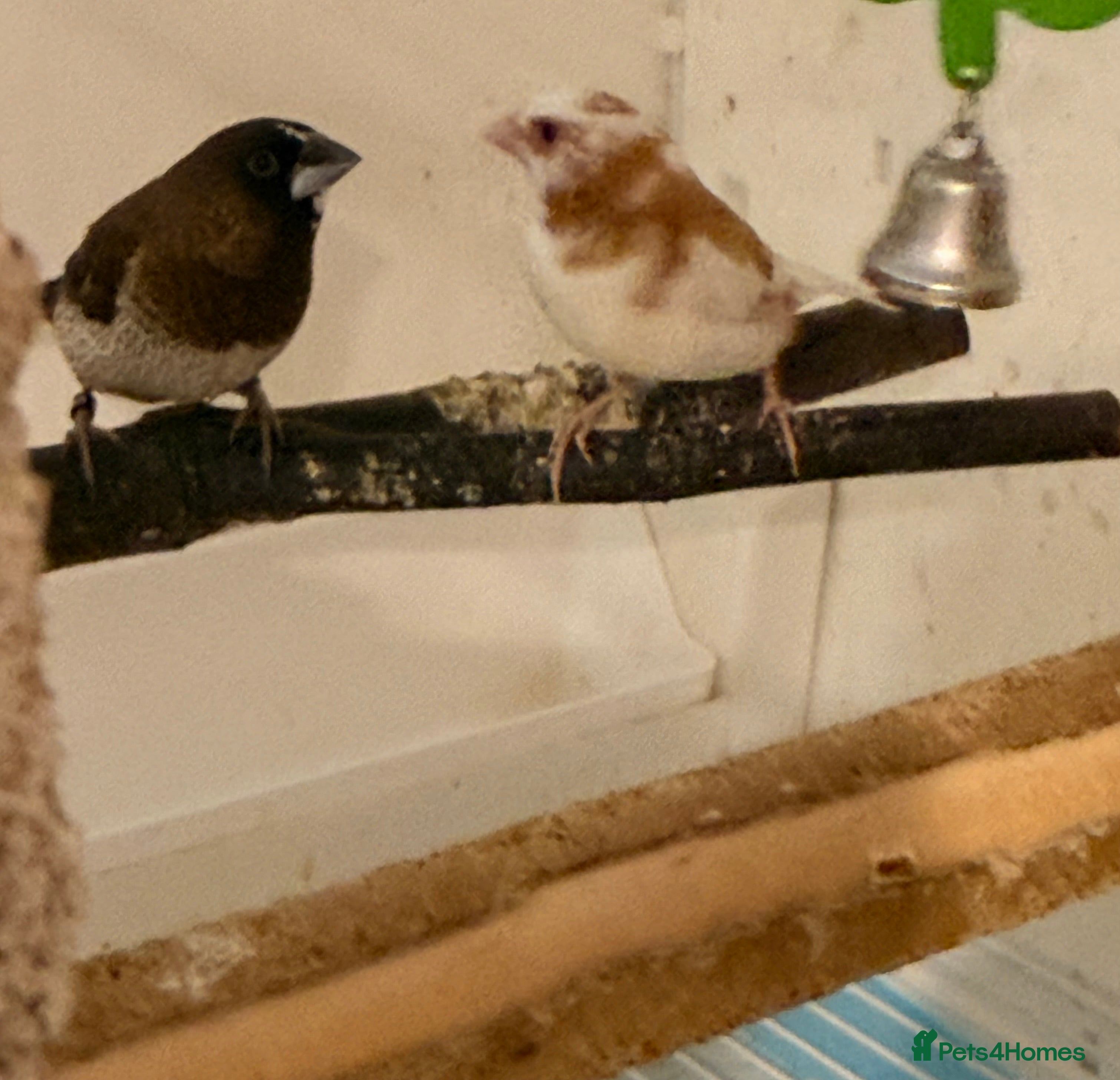 Finches birds Bonded pair Bangelese  - Advert 1