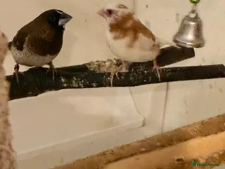 Finches birds Bonded pair Bangelese - Advert 4