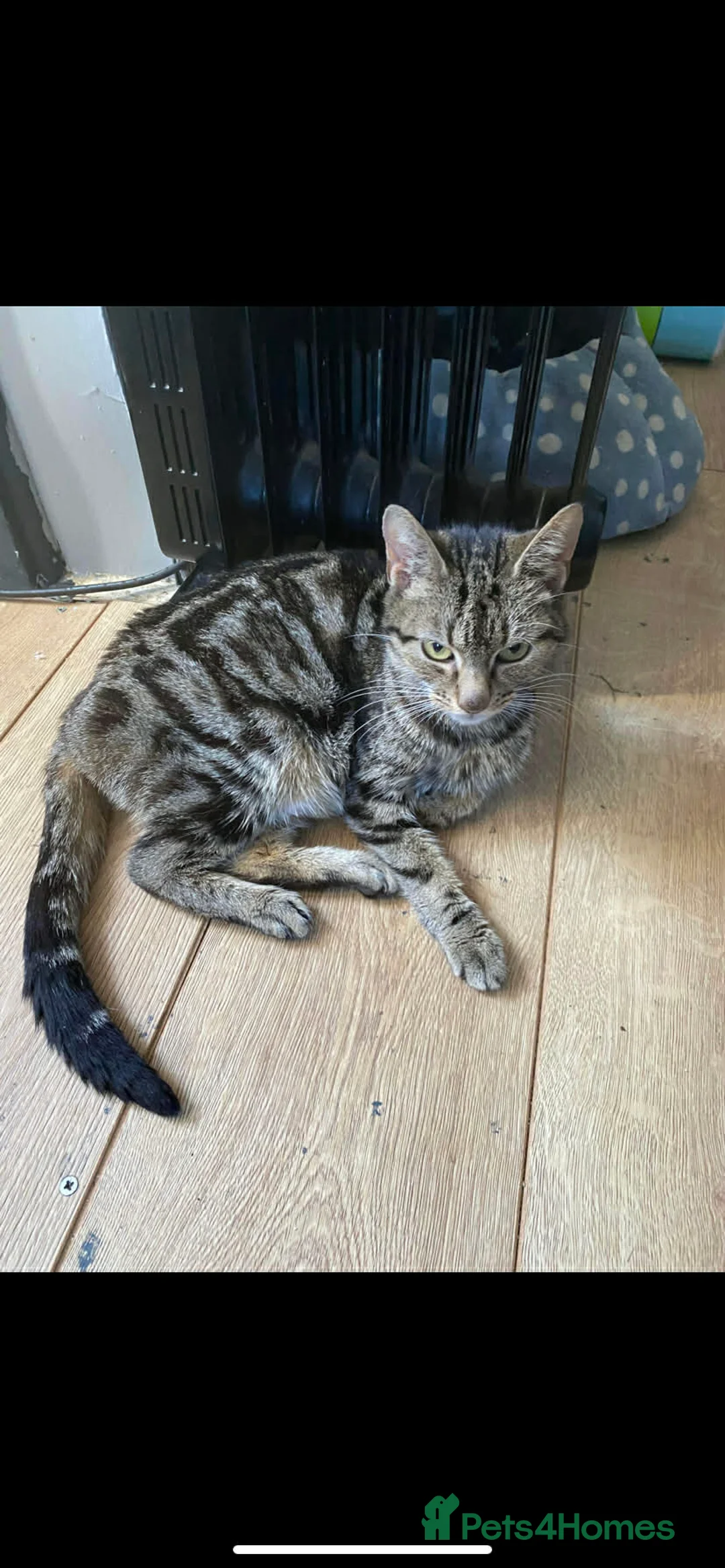 Mixed Breed cats for sale: Beautiful kittens  in Stoke-on-Trent - Advert 2