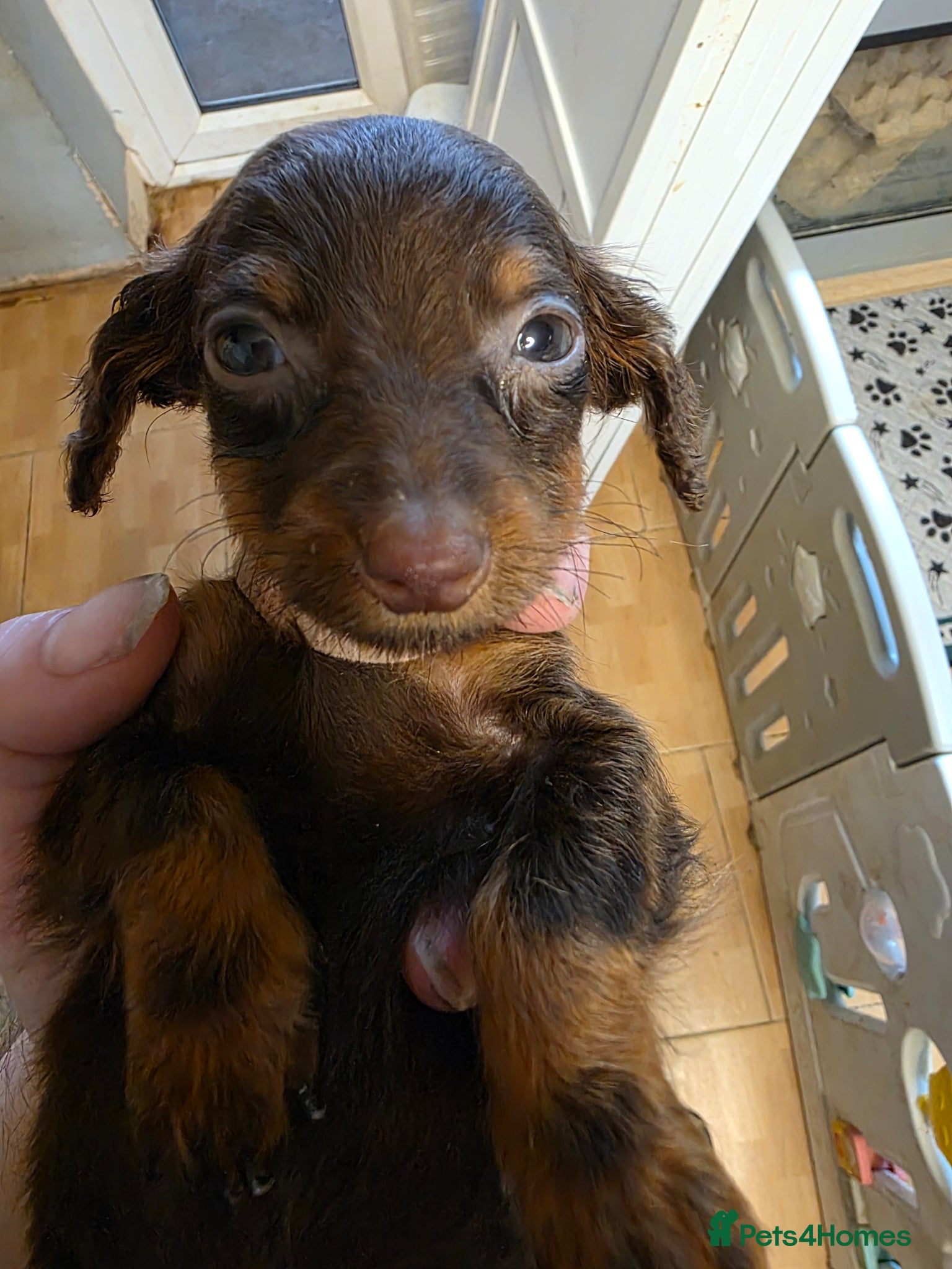 Miniature Dachshund dogs Long Haired Miniature Dachshund Puppies - Advert 17