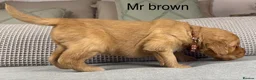 Goldendoodle dogs for sale: HEREDITARY HEALTH TESTED MUM. DNA TESTED DAD - Advert 25