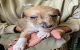Mixed Breed dogs for sale: Deerhound greyhound collie puppies  - Image 18