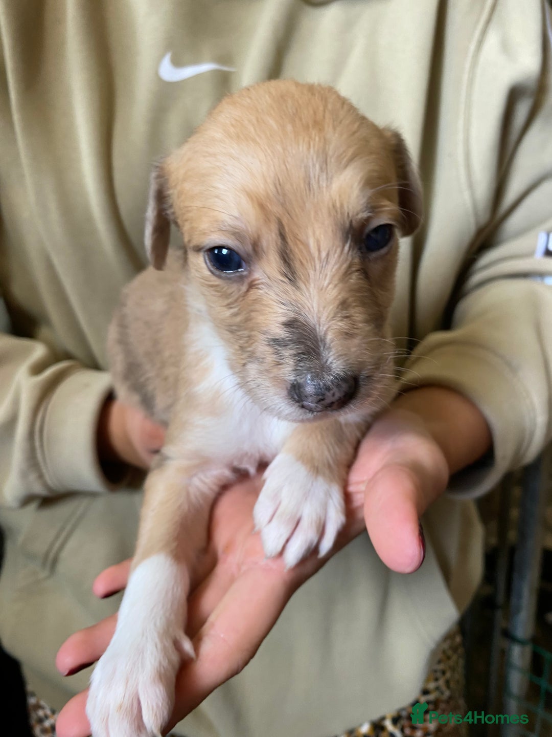 Mixed Breed dogs for sale: Deerhound greyhound collie puppies  - Image 18