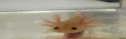 Axolotl reptiles for sale: Baby axolotls  - Advert 3