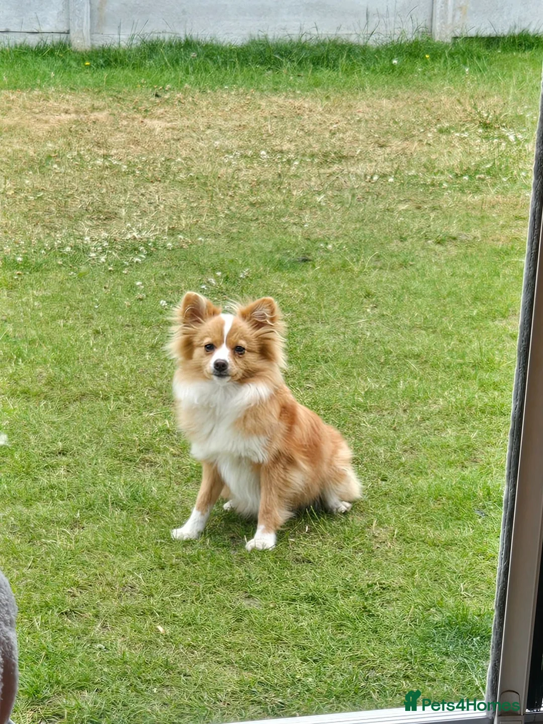 Pomeranian dogs for sale: Beautiful pomeranian girl 9 months old in Stockport - Advert 2