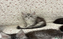 Maine Coon cats for sale: GCCF Pedigree Maine Coon Kittens champion line  - Image 9