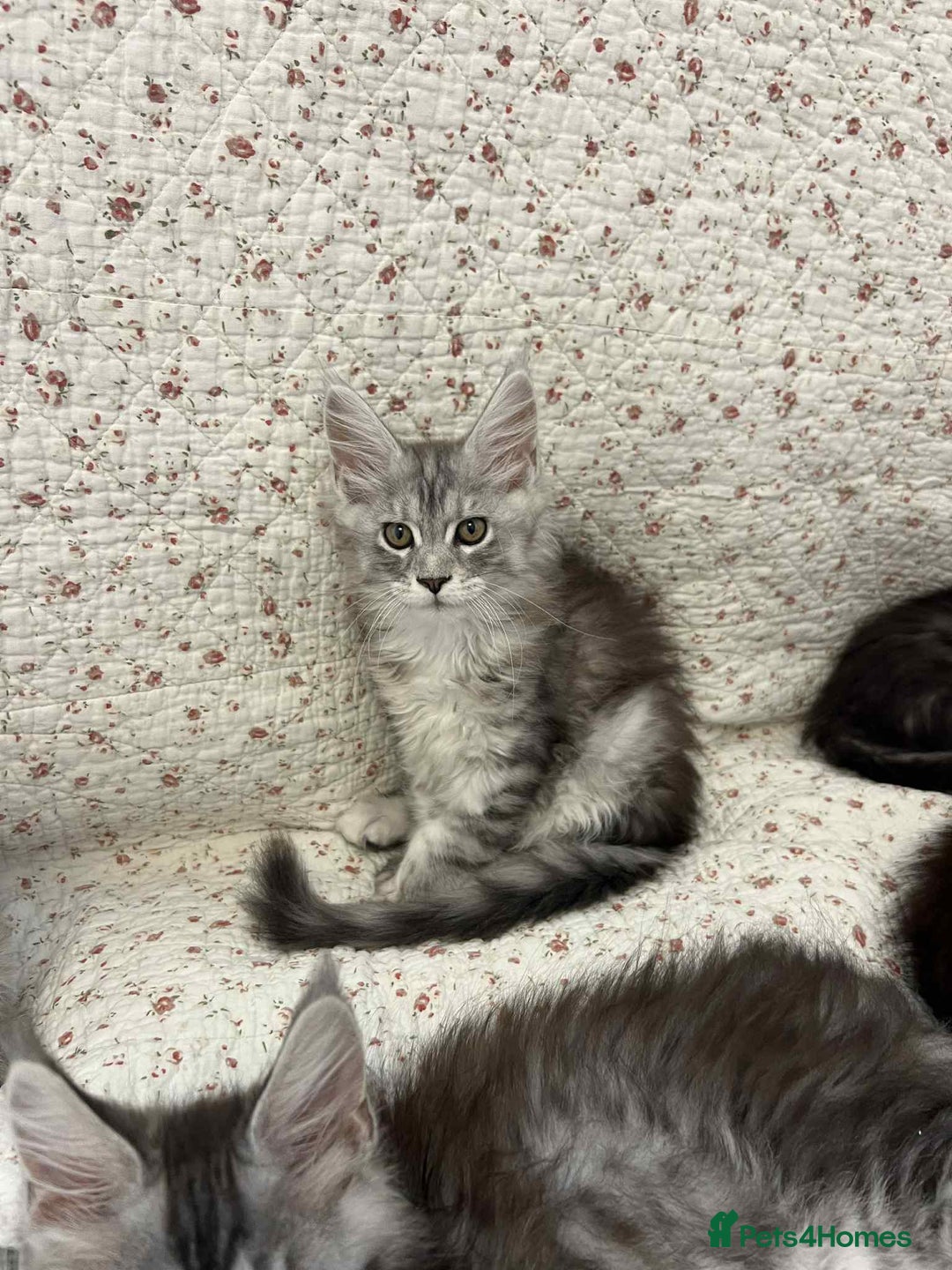 Maine Coon cats for sale: GCCF Pedigree Maine Coon Kittens champion line  - Image 9