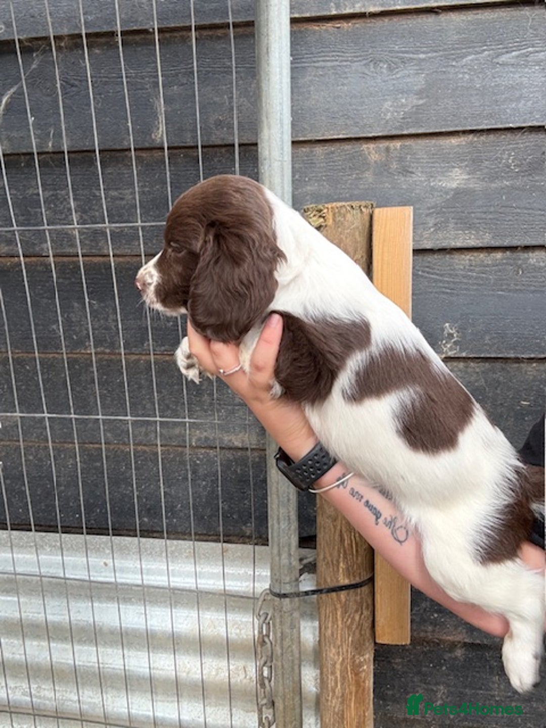 English Springer Spaniel dogs for sale: Beautiful pedigree springer spaniels  - Image 13