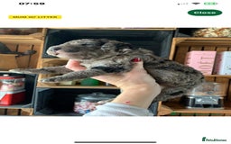 Bernedoodle dogs for sale: Blue Merle/Tri/Blue White Standard Bernedoodle. - Image 4