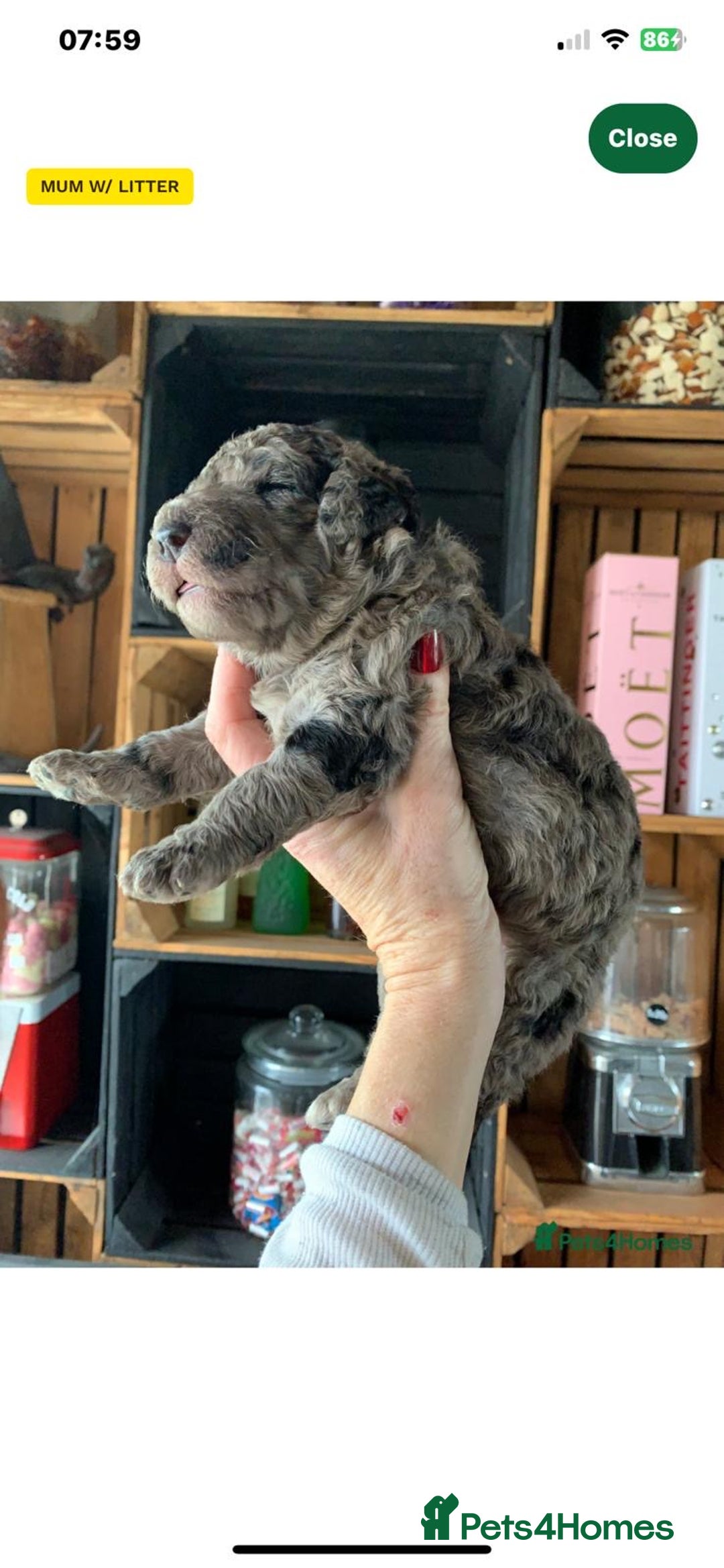 Bernedoodle dogs for sale: Blue Merle/Tri/Blue White Standard Bernedoodle. - Image 4