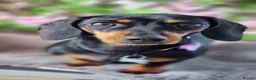 Miniature Dachshund dogs for sale: Miniature Daschund puppies 5 male - Advert 2