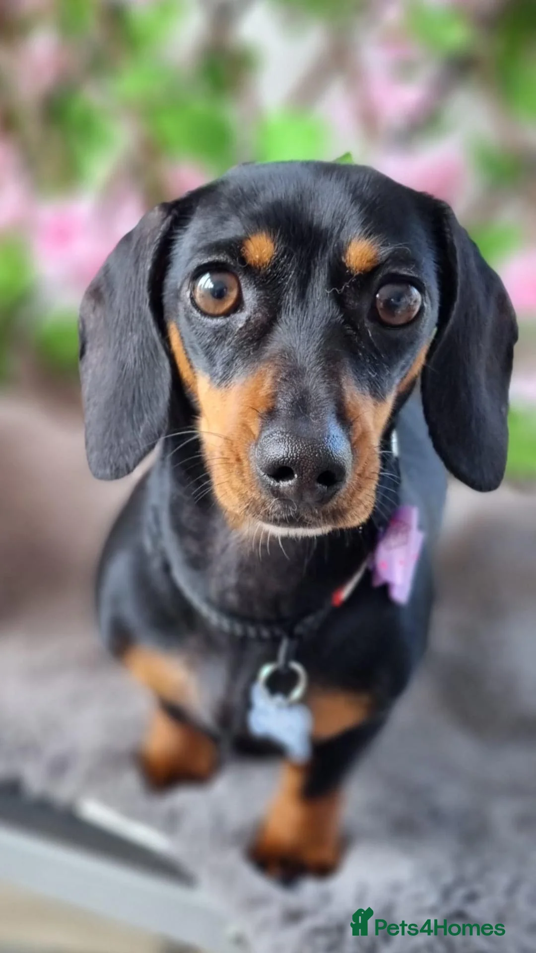 Miniature Dachshund dogs for sale: Miniature Daschund puppies 5 male - Advert 2