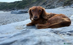 Dachshund dogs for stud: Miniature Red Long Haired Dachshund For Stud  - Image 5