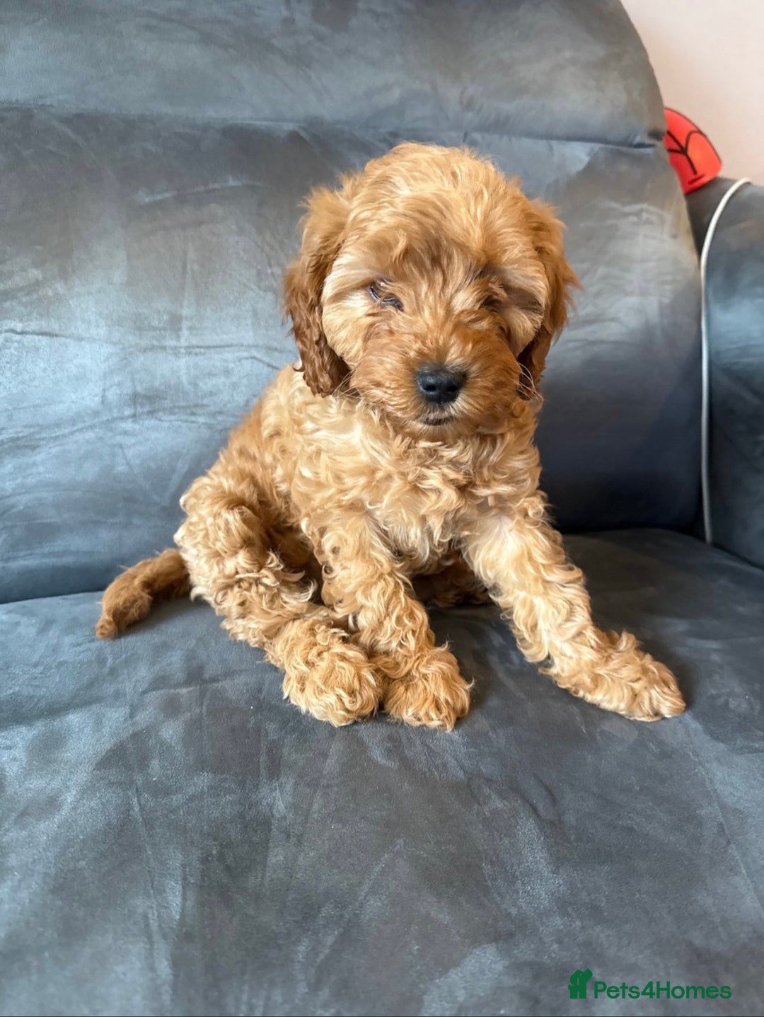 Cavapoo dogs for sale: Cavapoo F1B with extras - Image 2